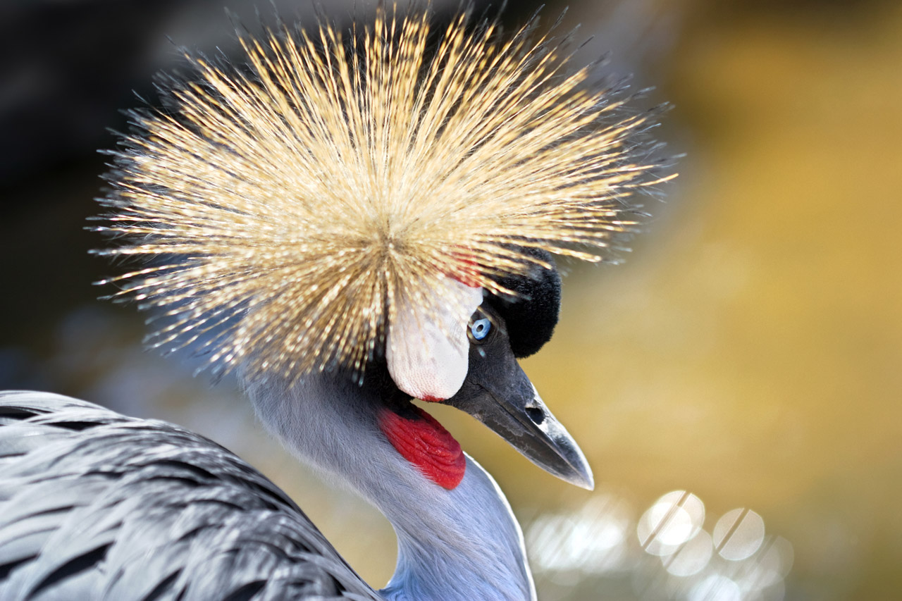 Grey Crowned Crane